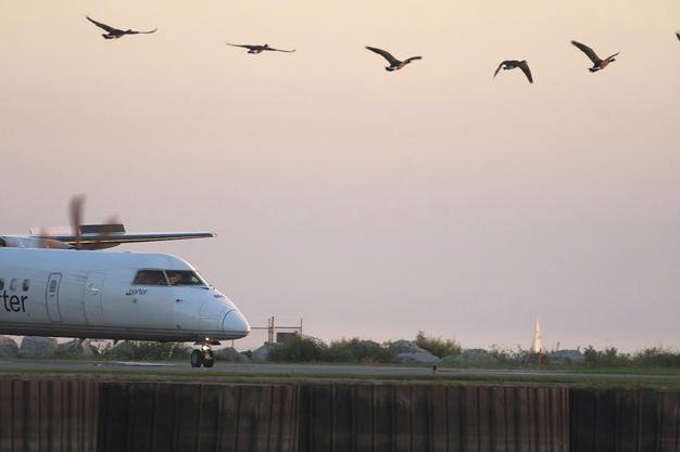 News1415LA_Birds_px626.jpg
