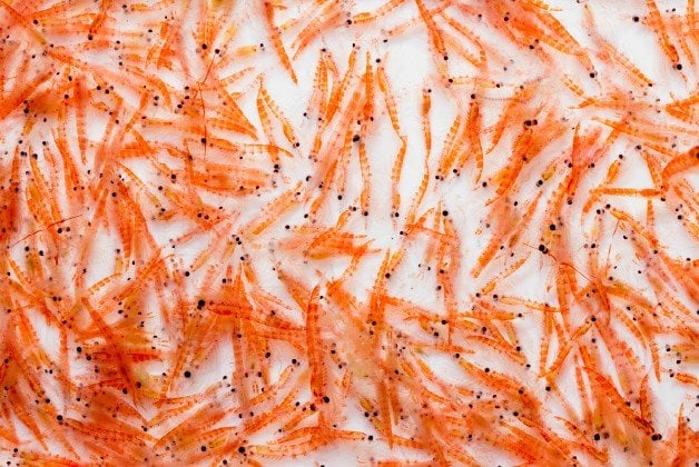 eco-krill-0306_large.jpg