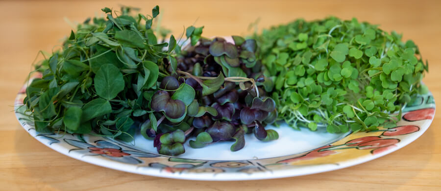 Microgreens on a plate