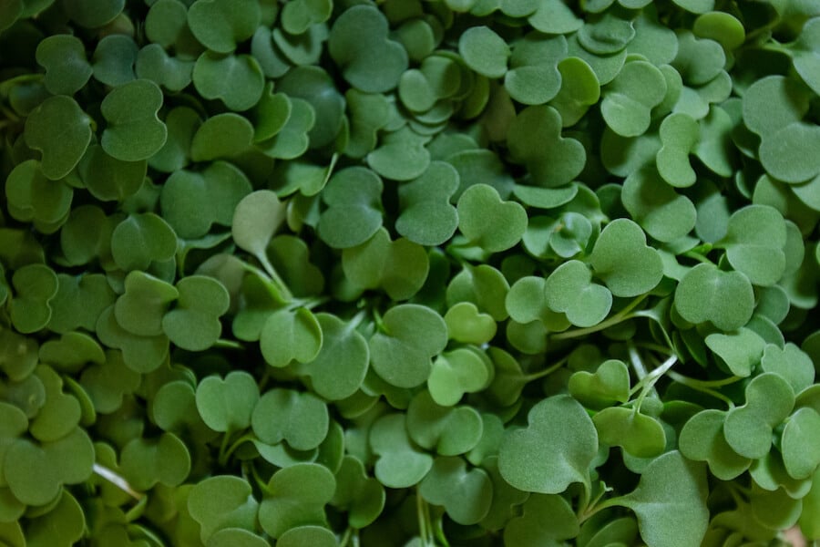 Microgreens close up