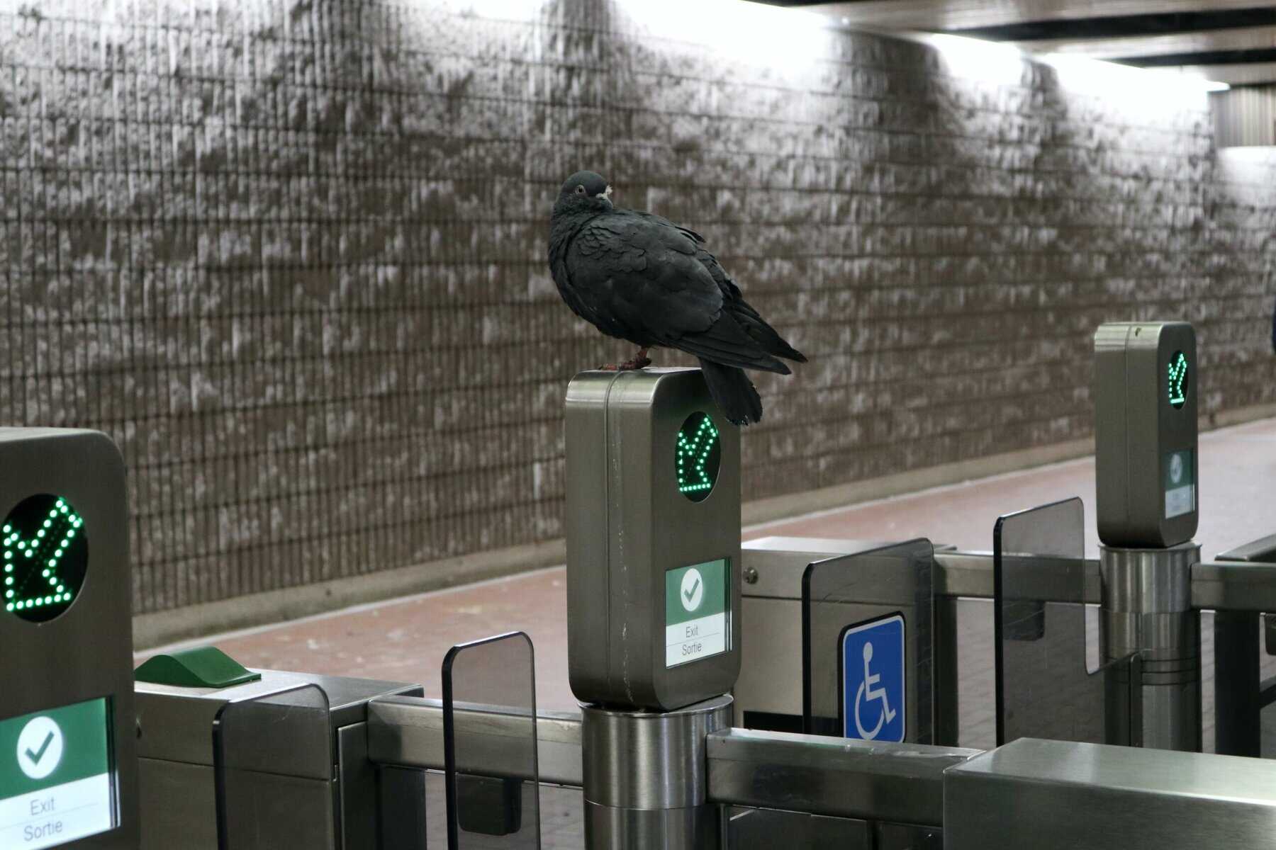 Bird perched on Toronto transit entry gate with accessibility features and green directional signals, in a modern urban subway station.