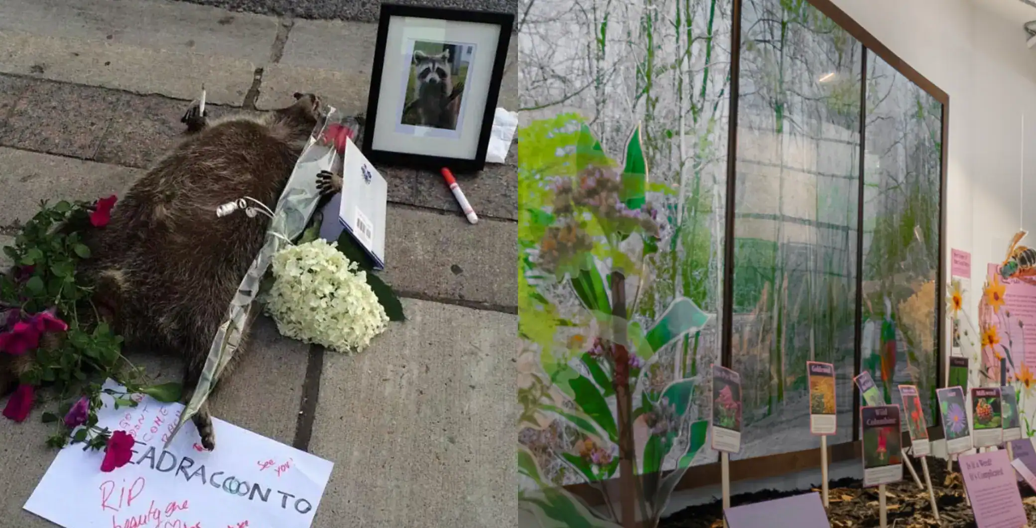 Dead animal memorial for sad animal lovers at NOW Toronto, tribute to lost pet with flowers and framed photo, highlights pet loss and wildlife appreciation in Toronto.