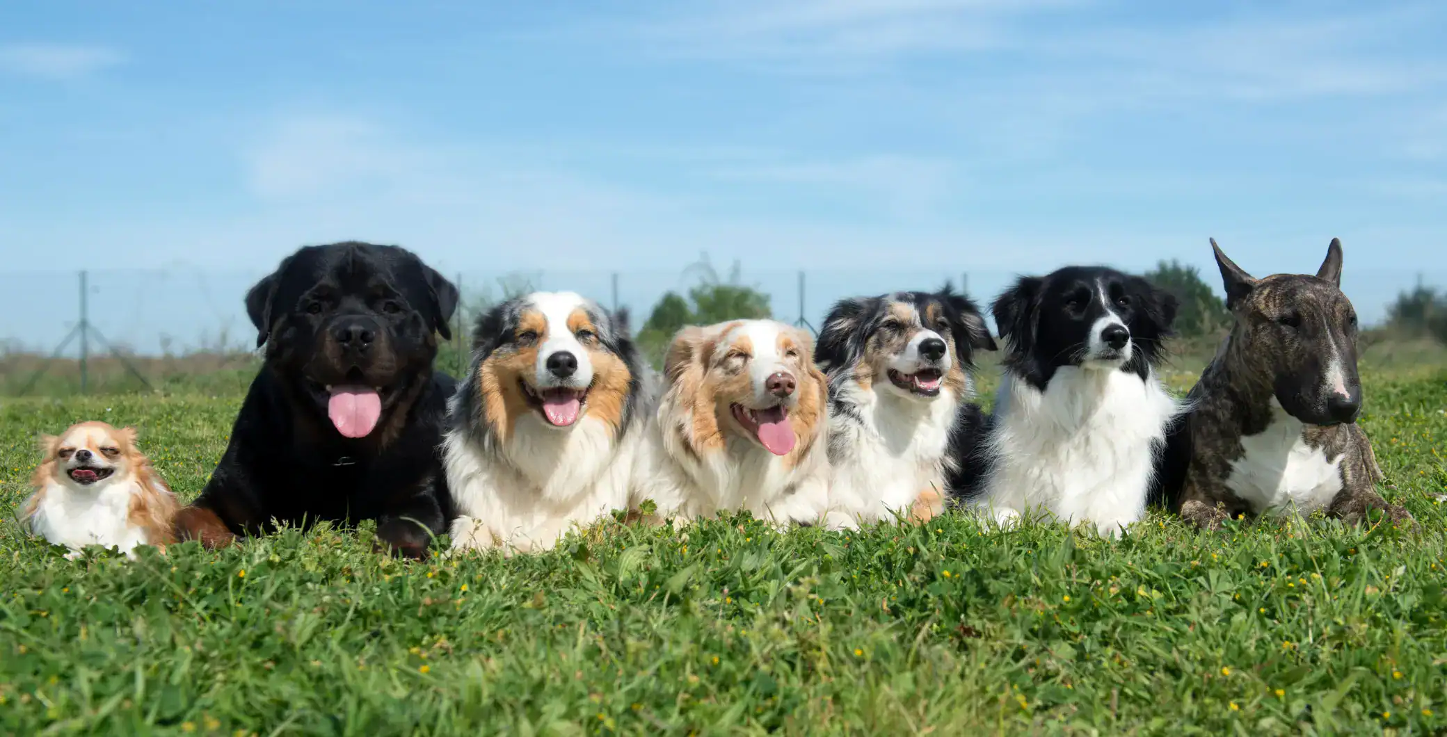 Happy group of diverse dog breeds lying on a lush green field with clear blue sky in the background, capturing the joy of pets and outdoor activities in Toronto.