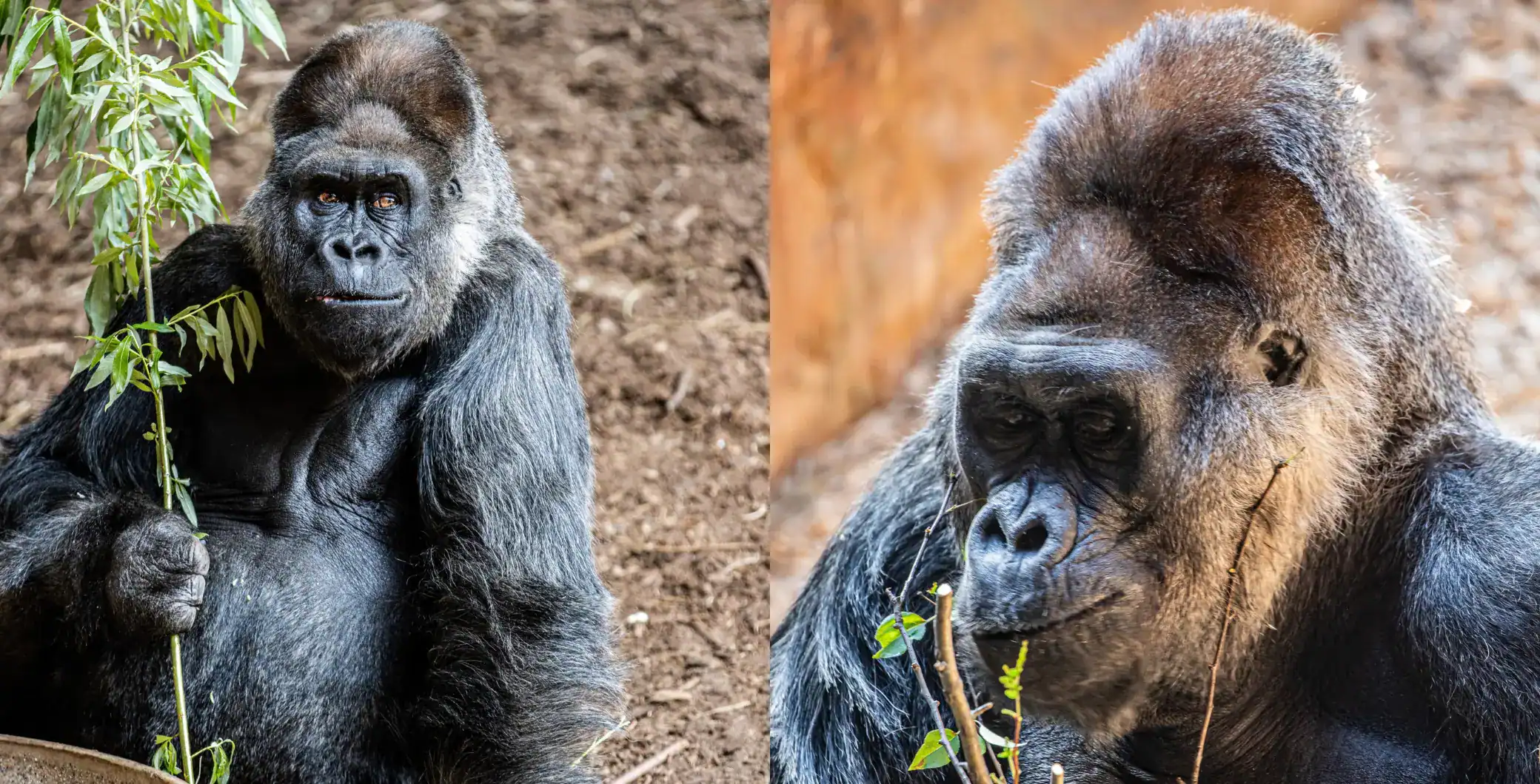 Gorilla in natural habitat, close-up of face and upper body, wildlife photography, conservation, nature, animal photography, Toronto news, NOW Toronto.