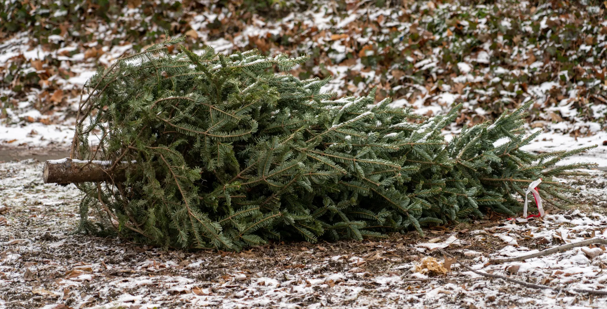 Christmas trees Toronto