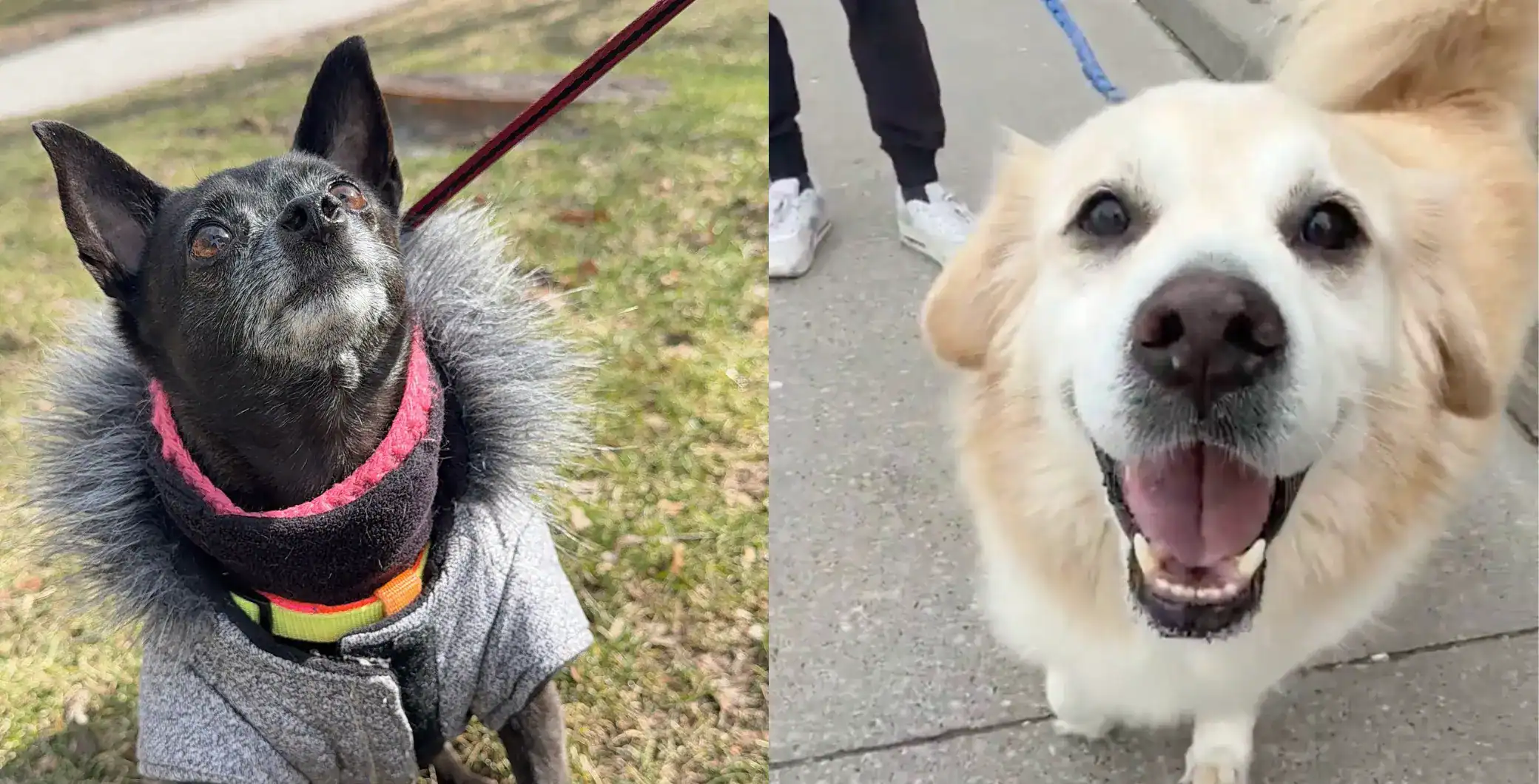 Two happy dogs on leashes during a walk in Toronto, showcasing the positive impact of pets on mental health and well-being.