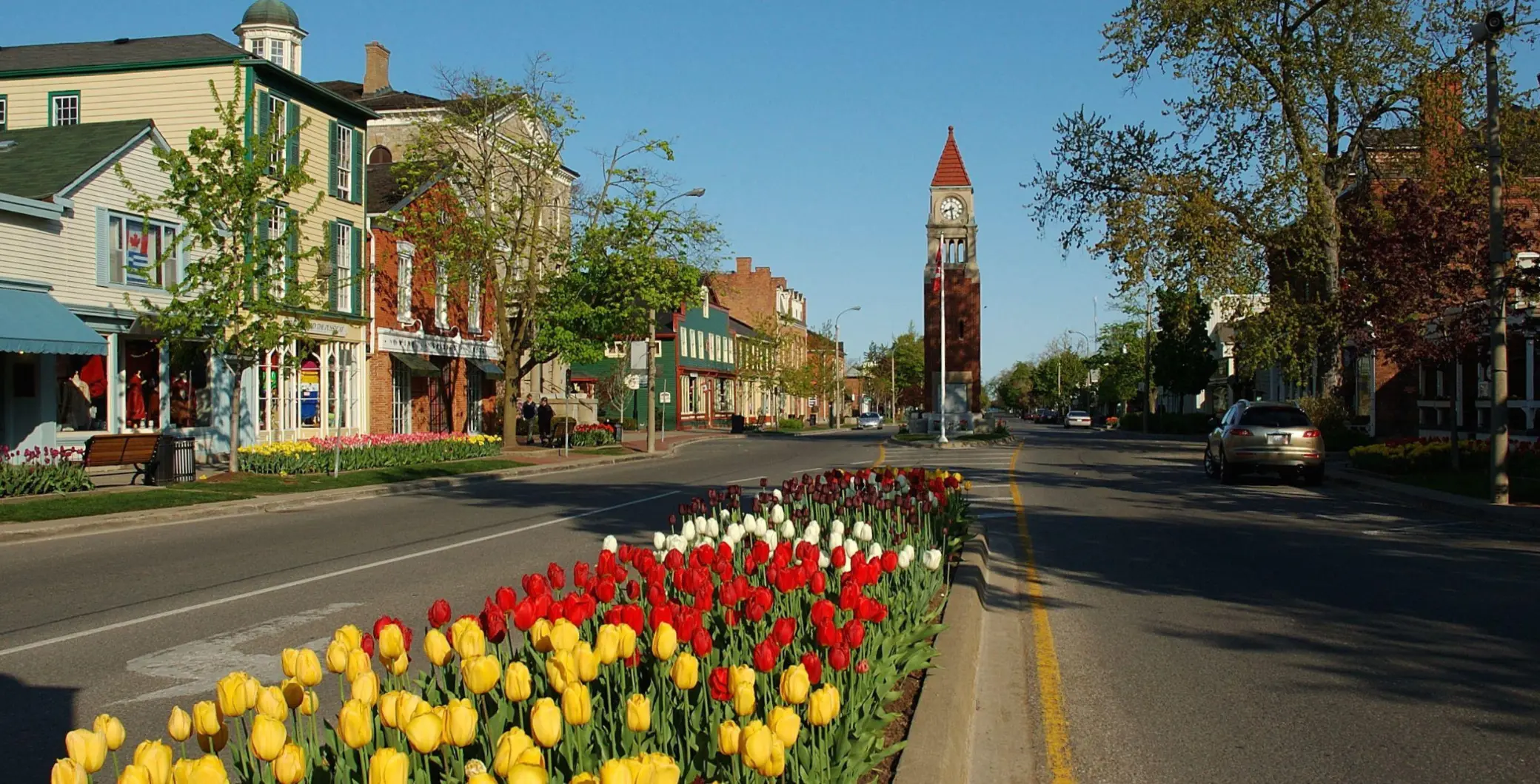 A vibrant street scene in Toronto featuring colorful tulips in bloom, historic buildings, and the iconic clock tower under a clear blue sky, capturing the charm of downtown Toronto.