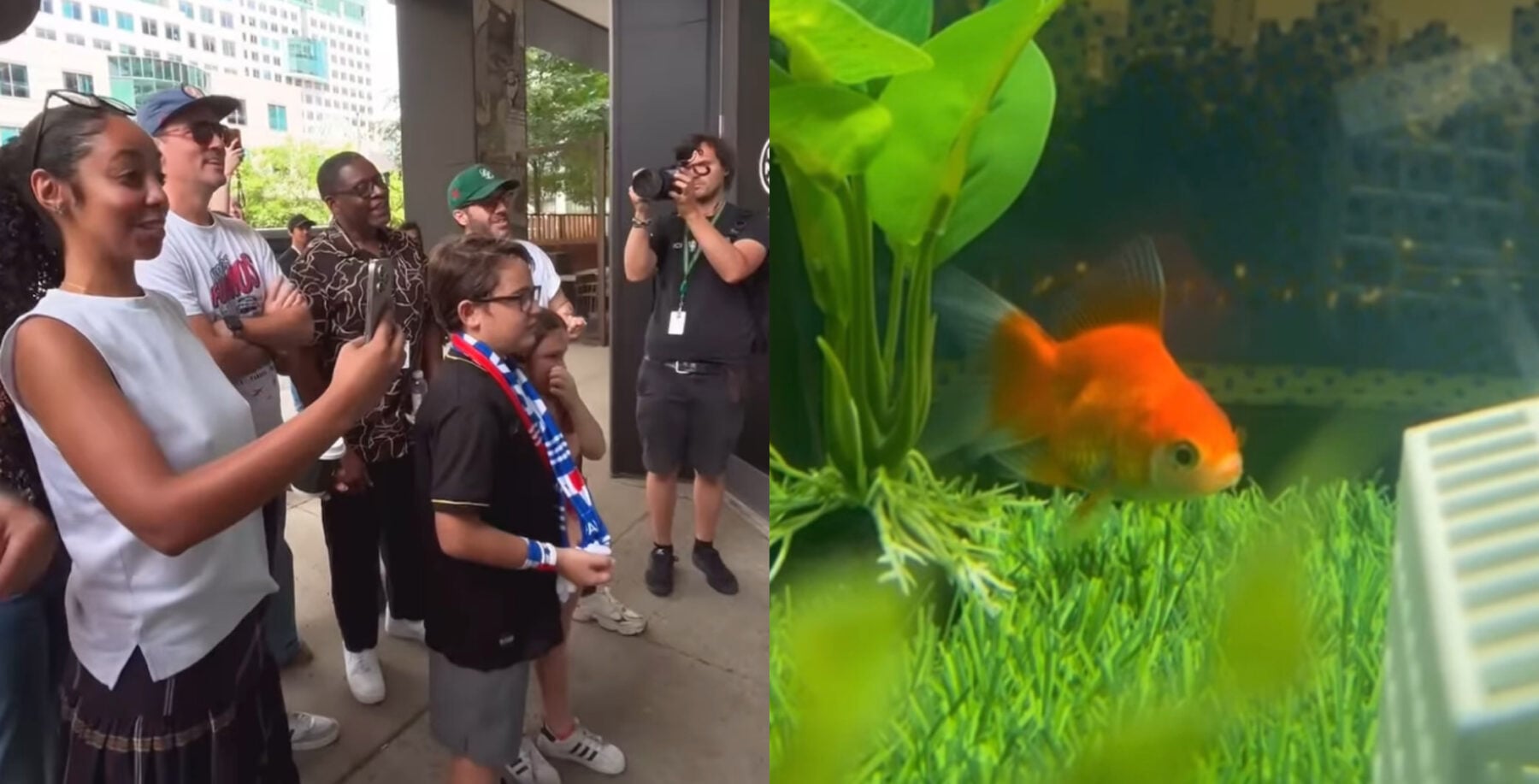 Swimbappé is the goldfish in Toronto that can predict FIFA World Cup game outcomes, most of the time