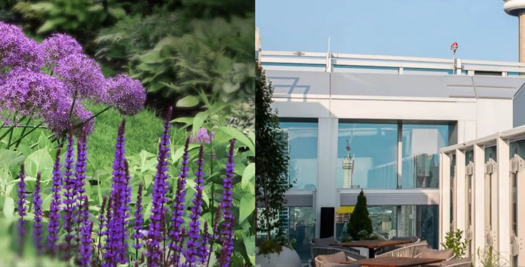 A lush garden with vibrant purple flowers and greenery next to a modern building with large glass windows and outdoor seating, representing Toronto's urban and natural landscape.