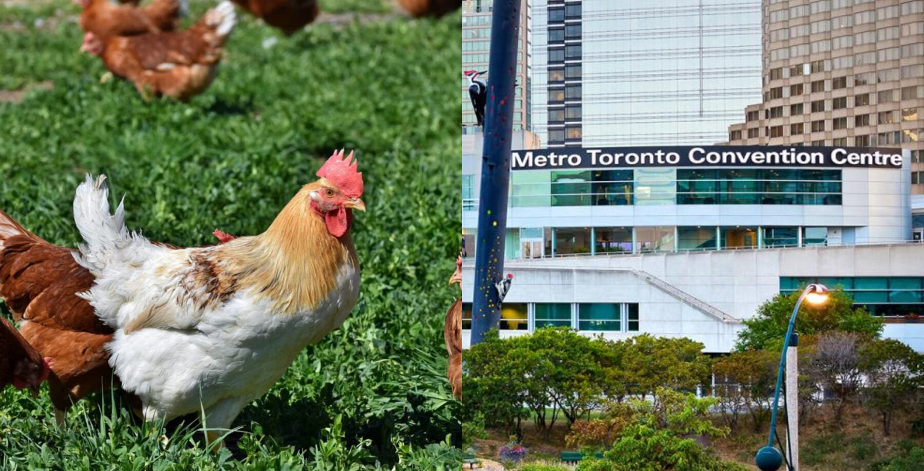 2026 World Poultry Congress (RalphPexels, Metro Toronto Convention Centre)