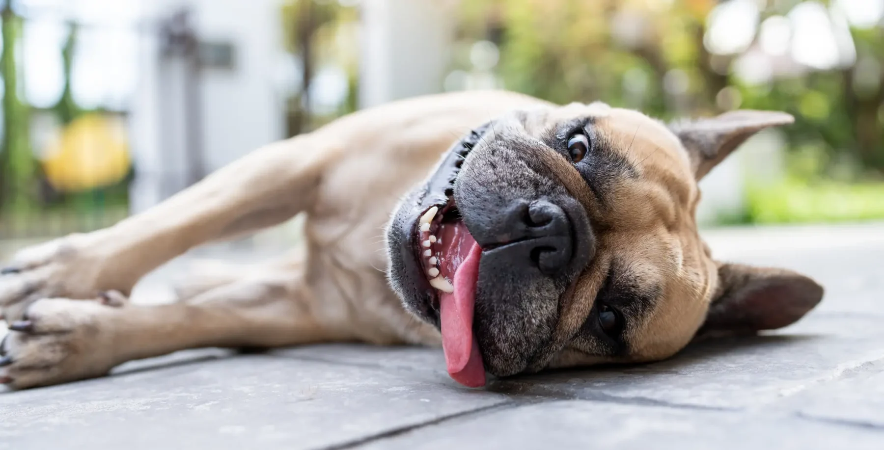 Playful dog lying on the ground with tongue out, outdoors in Toronto, emphasizing pet health and safety during wildfire smoke conditions.
