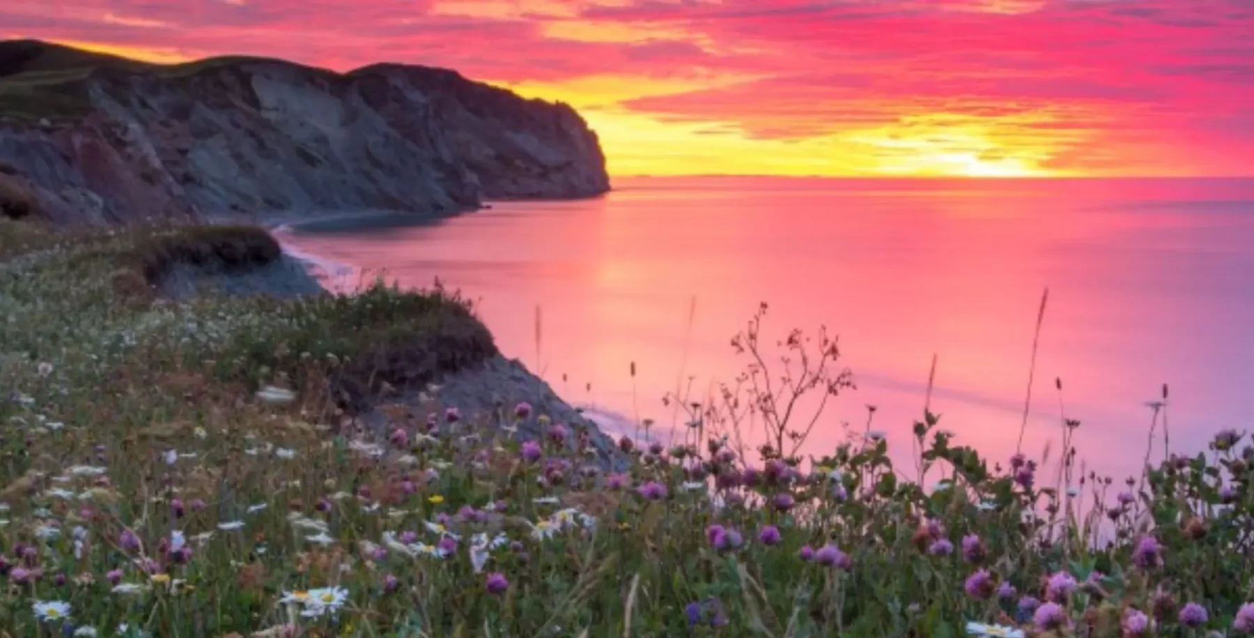 Beautiful coastal sunset over wildflower-covered cliffs in Canada, showcasing vibrant pink and orange sky with calm waters, ideal for summer travel destinations.