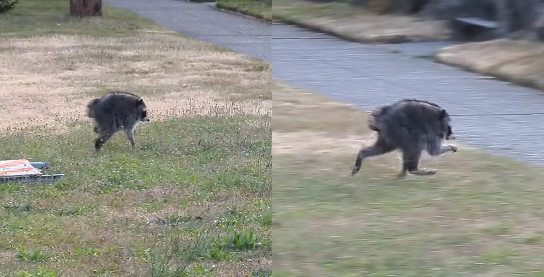 Two raccoons running across a grassy area near a waterway in Toronto, Canada, with a warning about rabies from Toronto Public Health.
