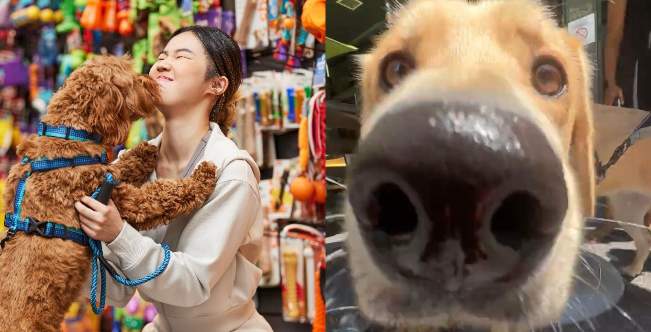 A woman in a pet store interacts with a brown poodle, and a close-up of a dog's nose in a different setting, highlighting pet care and companionship.