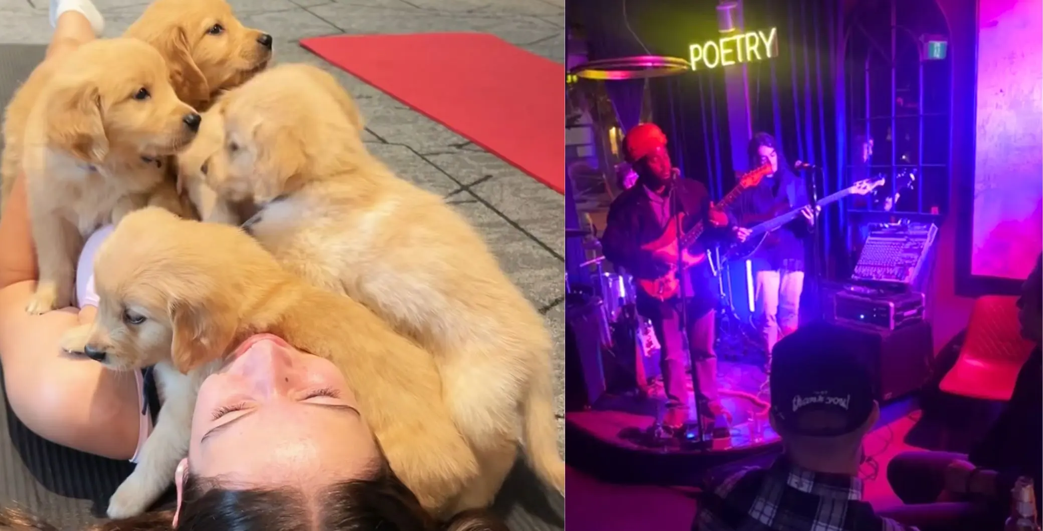 A person lying on the ground with four golden retriever puppies around them, and a live music performance on stage with two musicians playing guitars in a dimly lit venue.