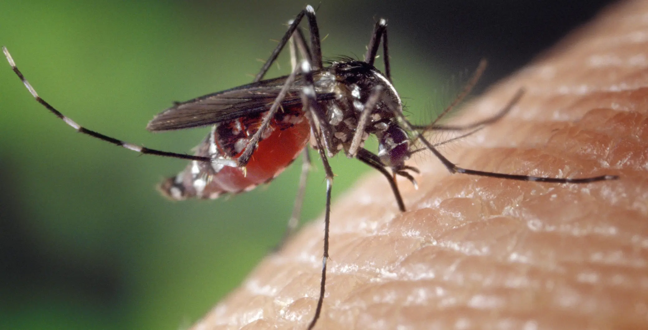 Close-up of a mosquito feeding on human skin, highlighting the risk of West Nile virus in Toronto 2026.