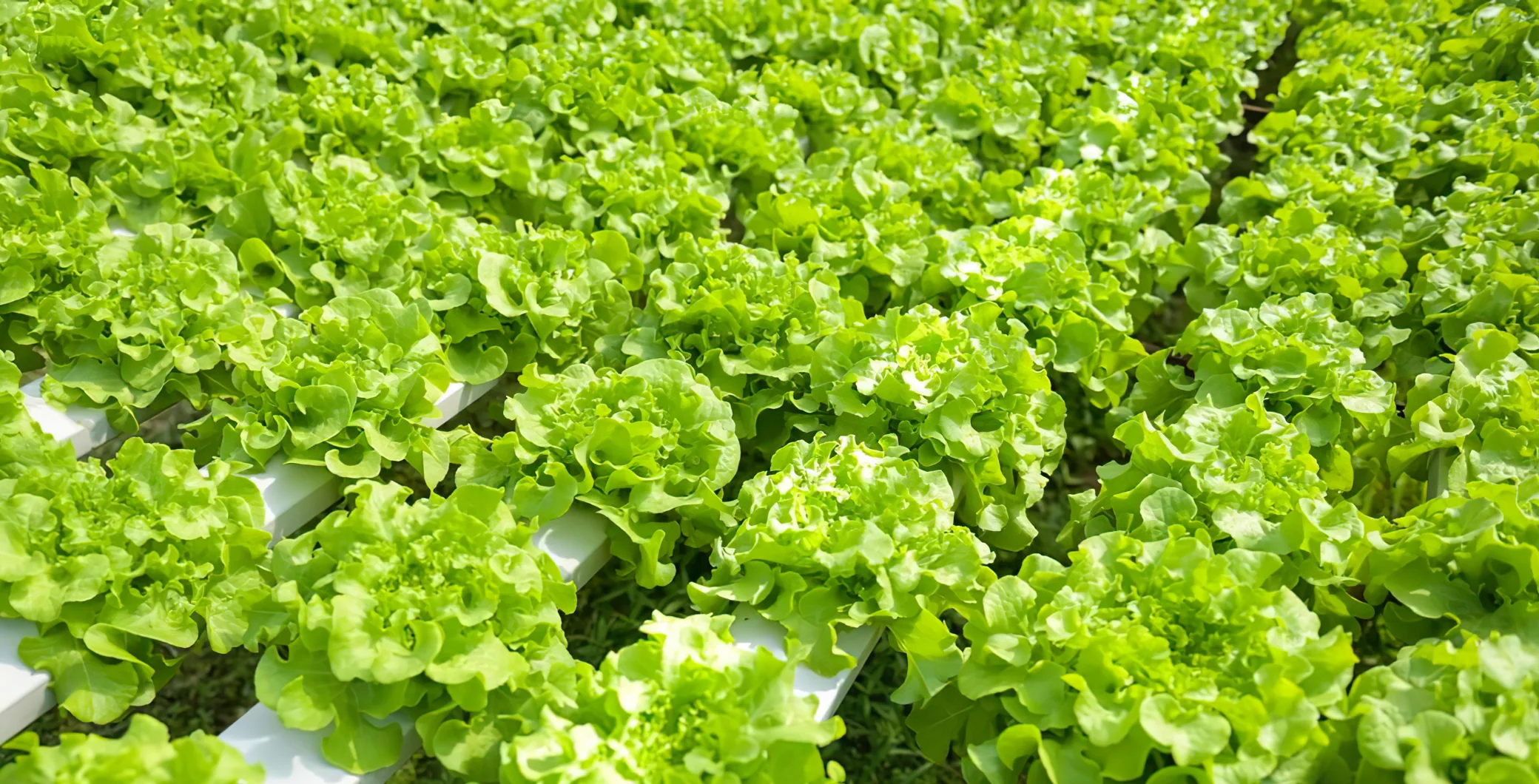 Fresh green lettuce plants growing in a hydroponic farm, ideal for healthy eating and sustainable agriculture in Toronto.